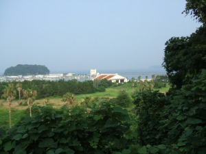 篠島観光協会の建物とジャングルのような敷地・・・